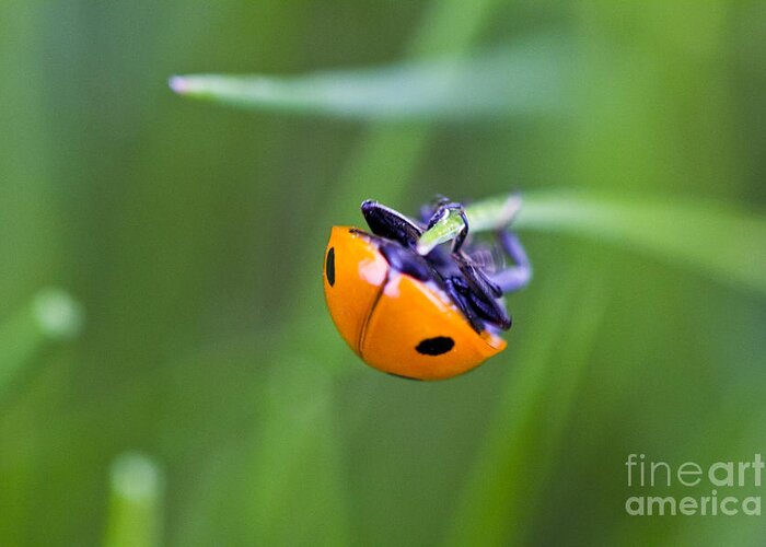 Landscape Greeting Card featuring the photograph Ladybug Topsy Turvy by Donna L Munro