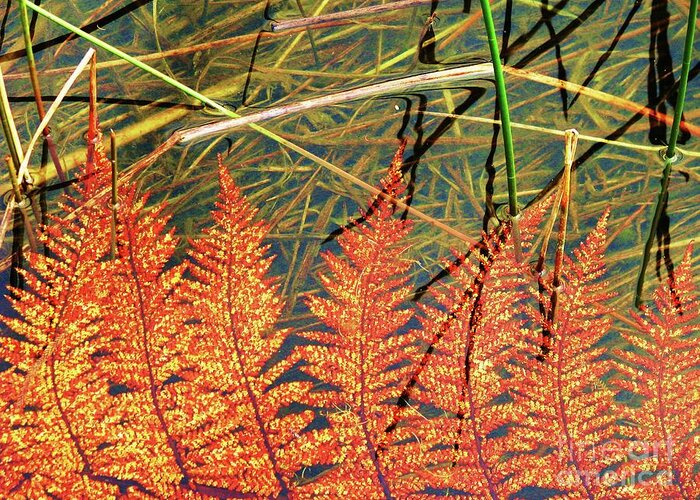 New Zealand Greeting Card featuring the photograph Lagoon Fern by Michele Penner