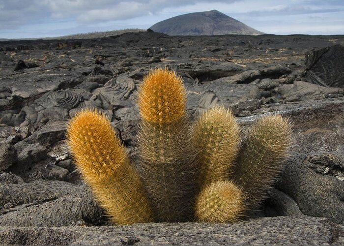 Mp Greeting Card featuring the photograph Lava Cactus Brachycereus Nesioticus by Pete Oxford