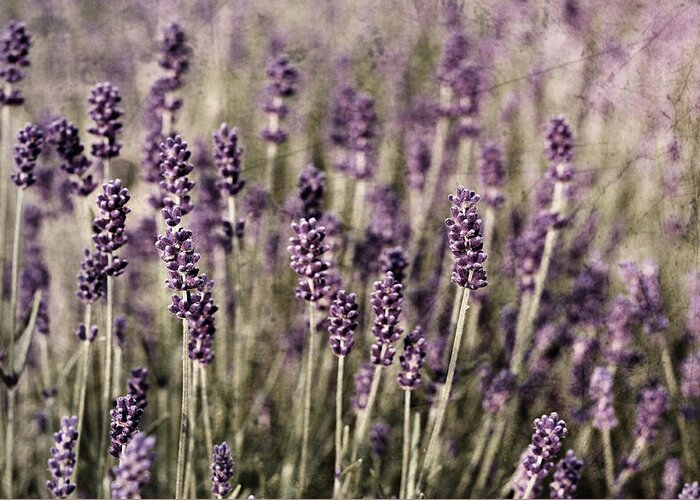Lavender Greeting Card featuring the photograph Lavender field by Laura Melis