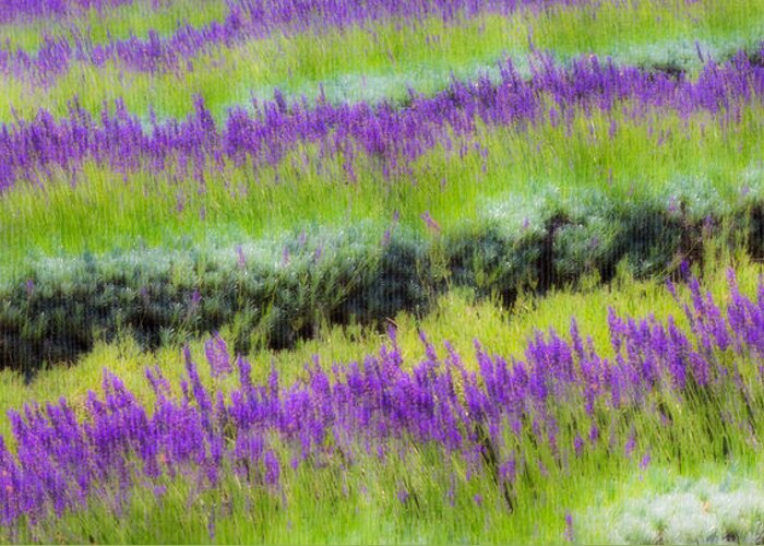 Lavender Greeting Card featuring the photograph Lavender2 by Ryan Weddle