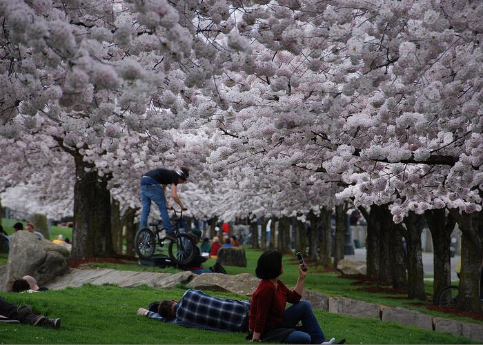 Lazy Day Under The Cherry Blossoms In Waterfront Park In Portland 
