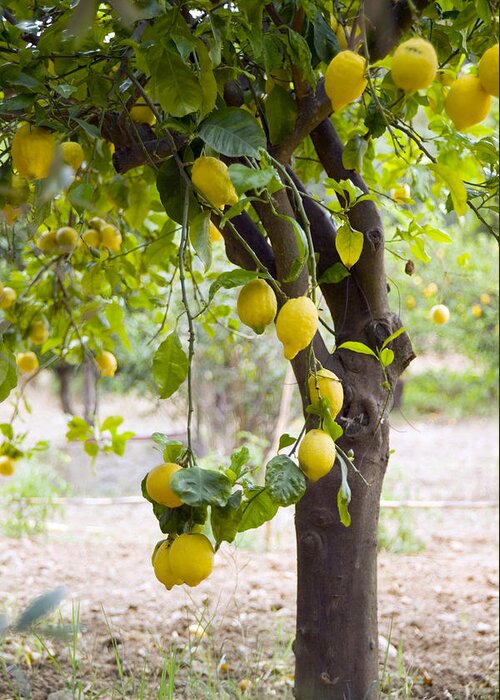Citrus Limon Greeting Card featuring the photograph Lemon Tree (citrus Limon) by Veronique Leplat