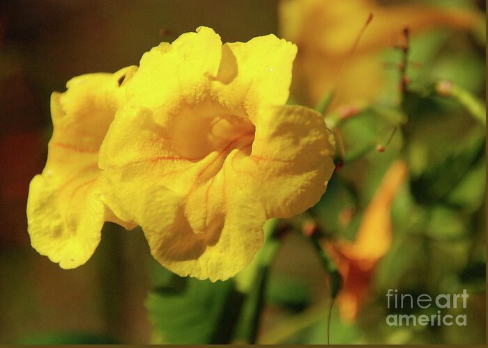 Flowers Greeting Card featuring the photograph Lemony Yellow by Ken Williams