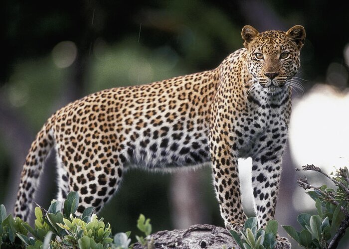Mp Greeting Card featuring the photograph Leopard Panthera Pardus Female by Gerry Ellis
