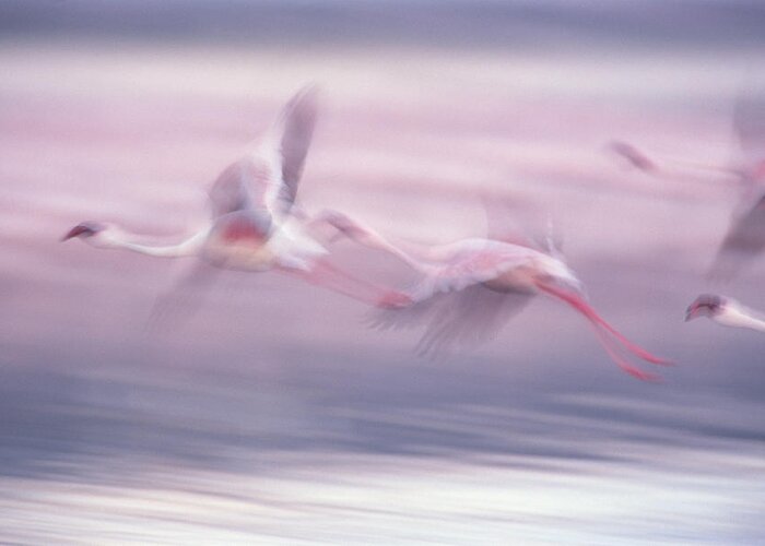 Mp Greeting Card featuring the photograph Lesser Flamingo Phoenicopterus Minor by Gerry Ellis