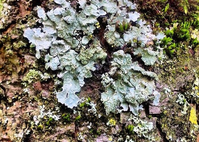 Lichen Greeting Card featuring the photograph Lichen on Bark by Nic Squirrell