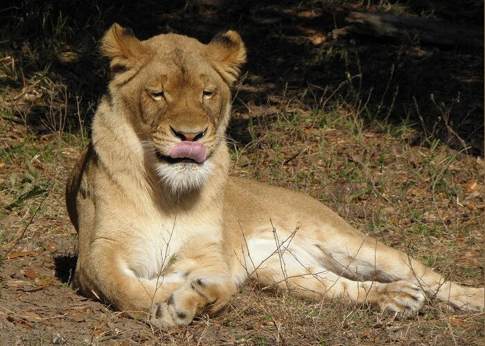 Lion Greeting Card featuring the photograph Licking Lips by Kim Galluzzo Wozniak