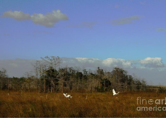 Crane Greeting Card featuring the photograph Lifes Field Of Dreams by Anthony Wilkening