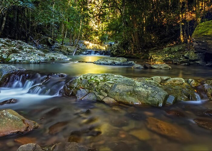 Springbrook National Park Greeting Card featuring the photograph Light in the Valley by Mark Lucey