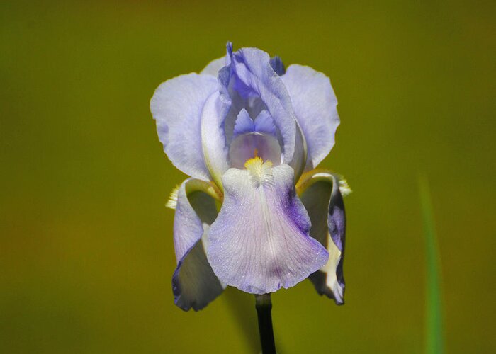 Beautiful Iris Greeting Card featuring the photograph Lilac Blue Iris Flower II by Jai Johnson