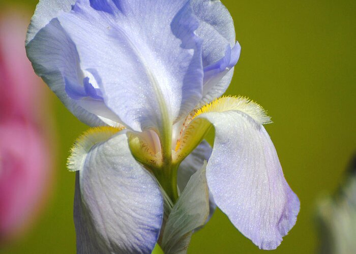 Beautiful Iris Greeting Card featuring the photograph Lilac Blue Iris Flower III by Jai Johnson