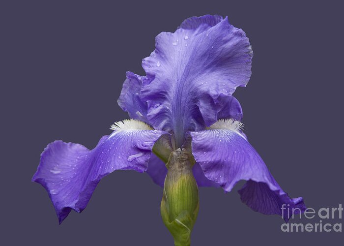 Nature Greeting Card featuring the photograph Lilac Iris by Heiko Koehrer-Wagner