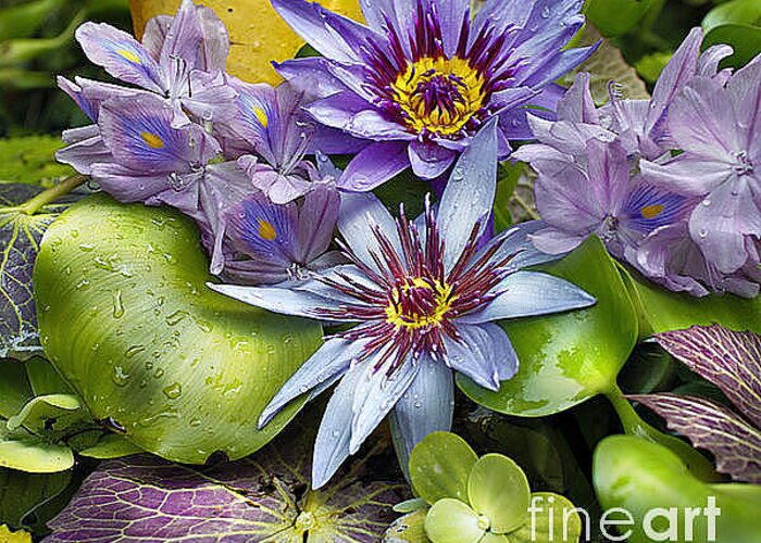 Waterlilies Greeting Card featuring the photograph Lilies No. 4 by Anne Klar
