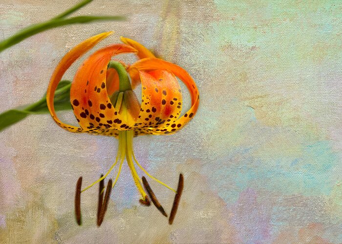 Flowers Greeting Card featuring the photograph Lilium Pardalinum by Marilyn Cornwell