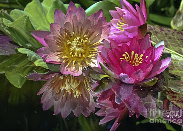 Water Lily Greeting Card featuring the photograph Lillies No. 8 by Anne Klar