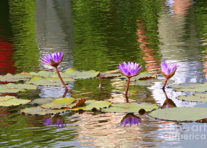  Greeting Card featuring the photograph Lilly reflection by Daniel Knighton