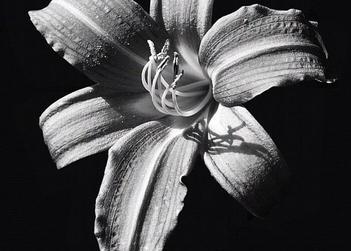  Greeting Card featuring the photograph Lily Noir by Carl Milner