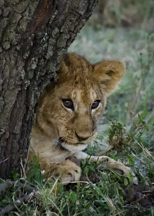 Lion Cub Greeting Card featuring the photograph Lion Cub by Marion McCristall