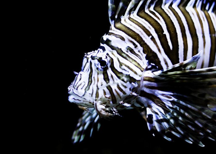 Lion Greeting Card featuring the photograph Lion Fish 2 by Bryant Luchs