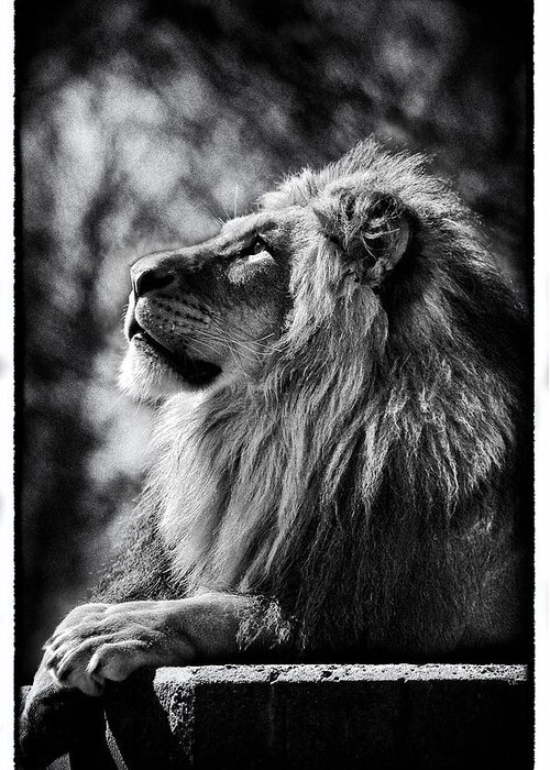 Animals Greeting Card featuring the photograph Lion Meditating by Perla Copernik