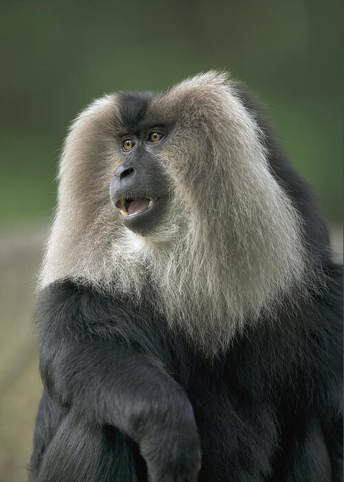 Mp Greeting Card featuring the photograph Lion-tailed Macaque Macaca Silenus Male by Cyril Ruoso