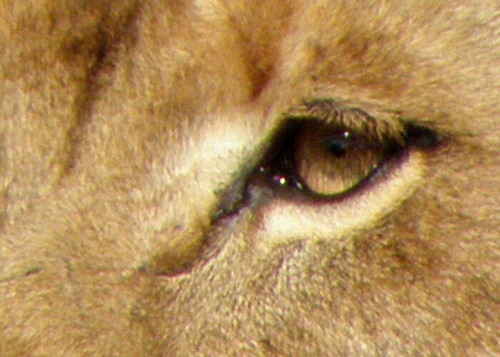 Lion Greeting Card featuring the photograph Lioness Eyes by Kim Galluzzo Wozniak