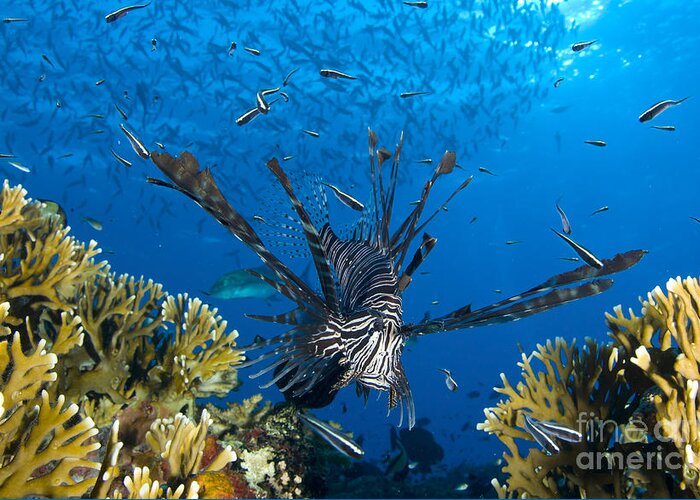 Fish Greeting Card featuring the photograph Lionfish Foraging Amongst Corals by Steve Jones