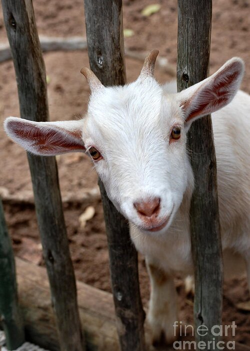 Goat Greeting Card featuring the photograph Little Billy by Anjanette Douglas