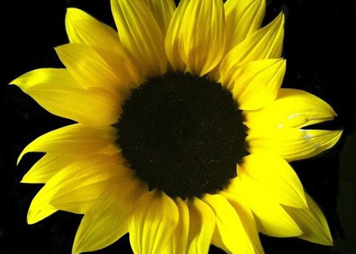  Greeting Card featuring the photograph Live Life Like A Sunflower, And Find by Christine Cherry