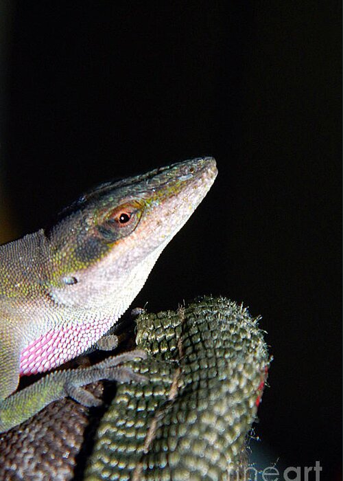 Animal Greeting Card featuring the photograph Lizard by Ester McGuire