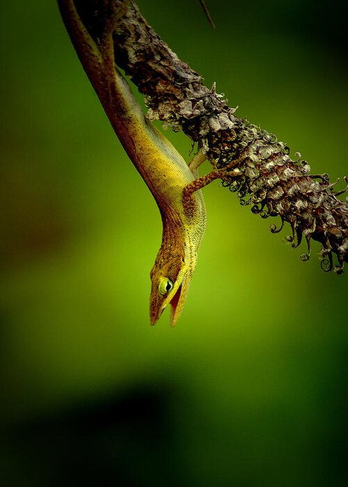 Reptile Greeting Card featuring the photograph Lizard Speak by David Weeks