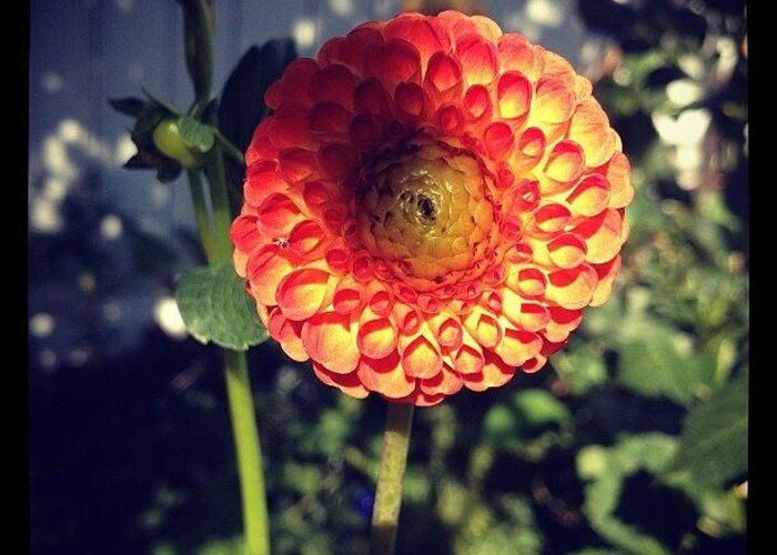  Greeting Card featuring the photograph Lollipop Dahlia Sunshine by Gracie Noodlestein