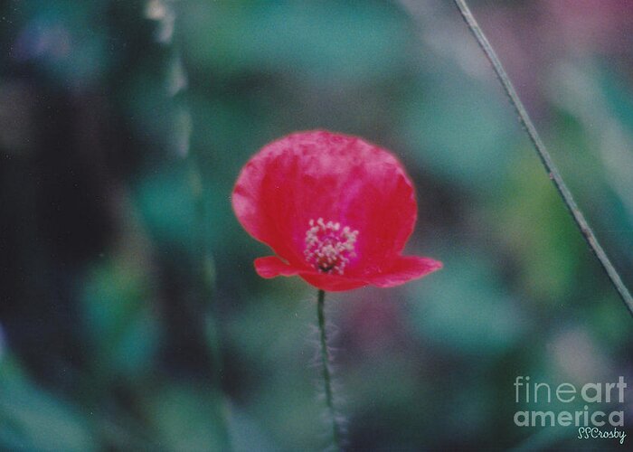Poppy Greeting Card featuring the photograph Lone Poppy by Susan Stevens Crosby