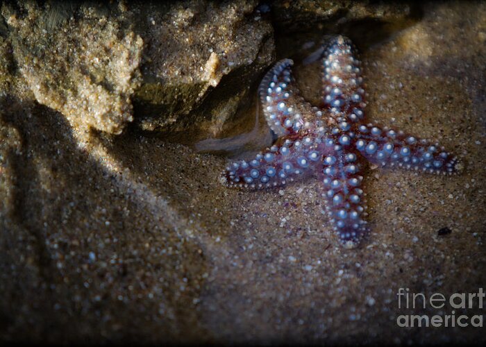 San Diego Greeting Card featuring the photograph Lone Seastar by Doug Sturgess