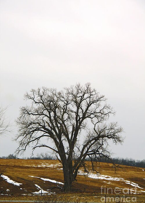 Trees Greeting Card featuring the photograph Lone Tree by Yumi Johnson
