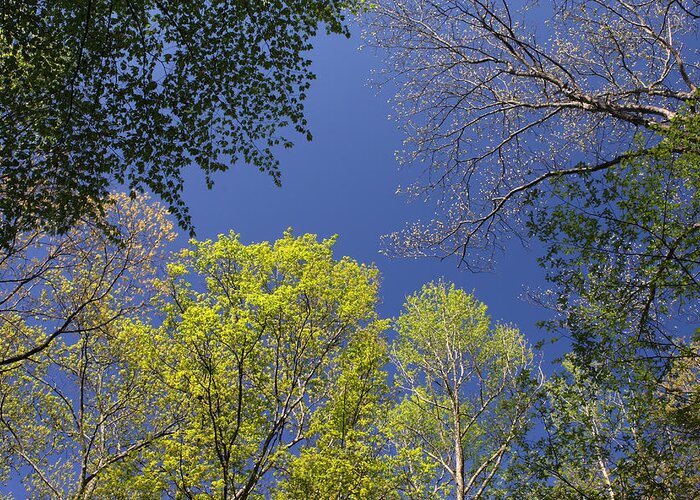 Tree Greeting Card featuring the photograph Looking Up In Spring by Daniel Reed