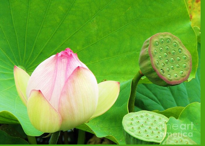 Nelumbo Nucifera Greeting Card featuring the photograph Lotus Blossom to Pod by Michele Penner