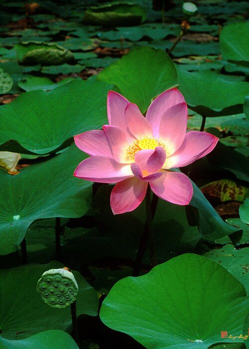 Nature Greeting Card featuring the photograph Lotus Flower and Capsule 24A by Gerry Gantt