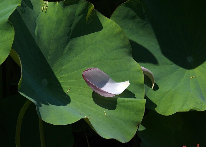 Nature Greeting Card featuring the photograph Lotus Leaf--Castoff i DL073 by Gerry Gantt