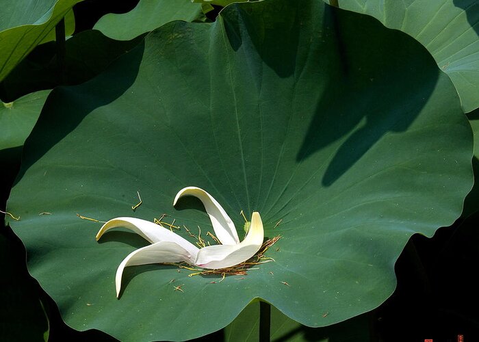 Nature Greeting Card featuring the photograph Lotus Leaf--Castoff iii DL060 by Gerry Gantt