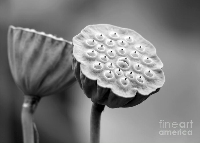 Macro Greeting Card featuring the photograph Lotus Pods in Black and White by Sabrina L Ryan