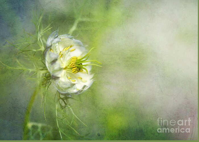 Flower Greeting Card featuring the photograph Love in a Mist Floral by Susan Gary