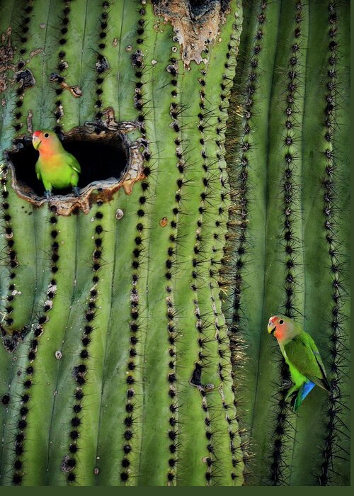 Peach Faced Lovebirds Greeting Card featuring the photograph Lovebirds and the Saguaro by Saija Lehtonen