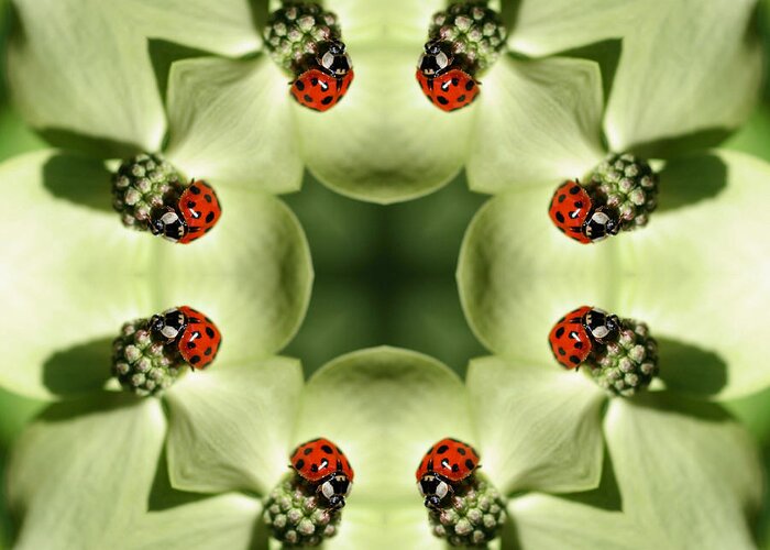 Ladybug Greeting Card featuring the digital art Lovely Ladybug Kaleidoscope by Smilin Eyes Treasures