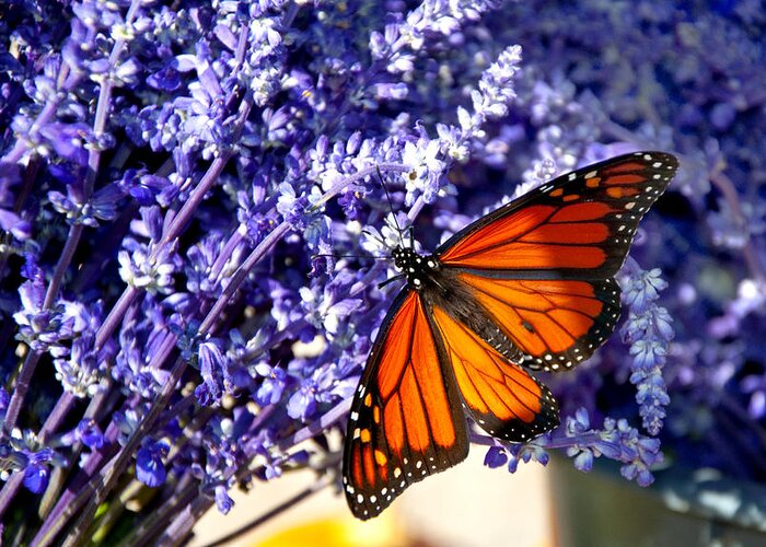 Butterfly Greeting Card featuring the photograph Lovely Lavender by Cathy Kovarik