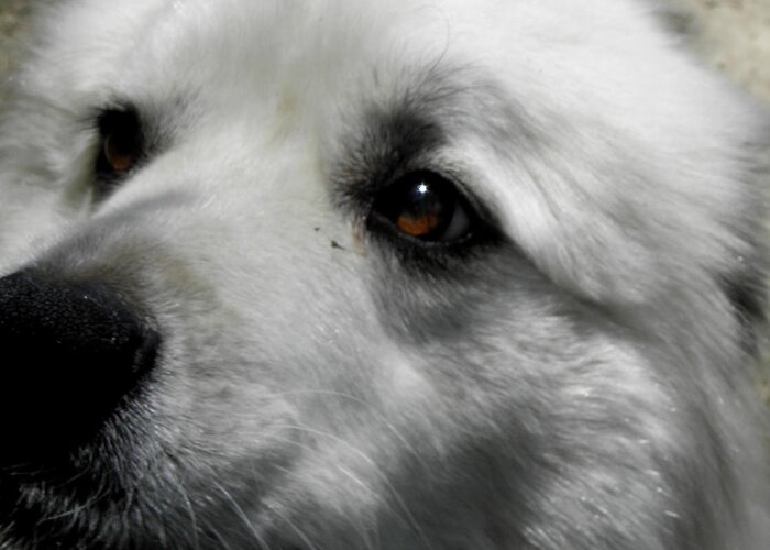 Great Pyrenees Greeting Card featuring the photograph Loving eyes and Face by Kim Galluzzo Wozniak