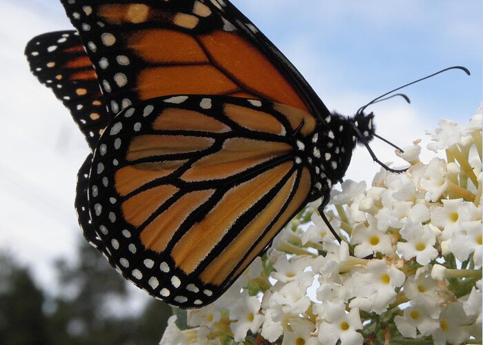 Monarch Greeting Card featuring the photograph Loving The Nectar by Kim Galluzzo