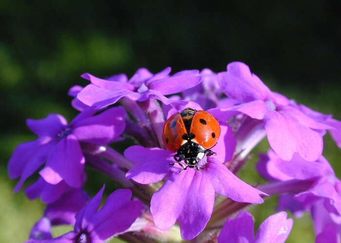 Ladybug Greeting Card featuring the photograph Lucky Ladybug by Wanda Jesfield