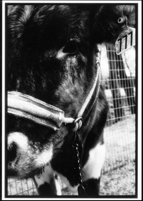 Cows Greeting Card featuring the photograph Lucky the Cow by Greg Kopriva
